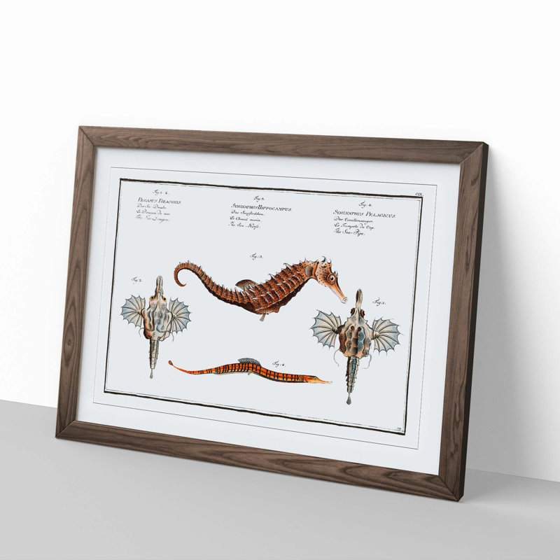 Seahorse & Sea Dragon by M.E. Bloch - Framed Print, 36cm H x 48cm W x 2cm D, Walnut Framed