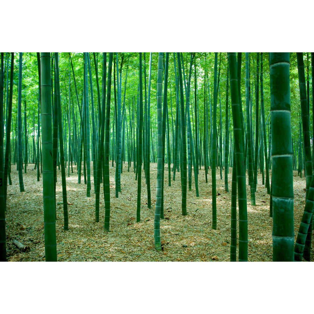 Bamboo Forest Background von Hudiemm - Kunstdrucke auf Leinwand ohne Rahmen