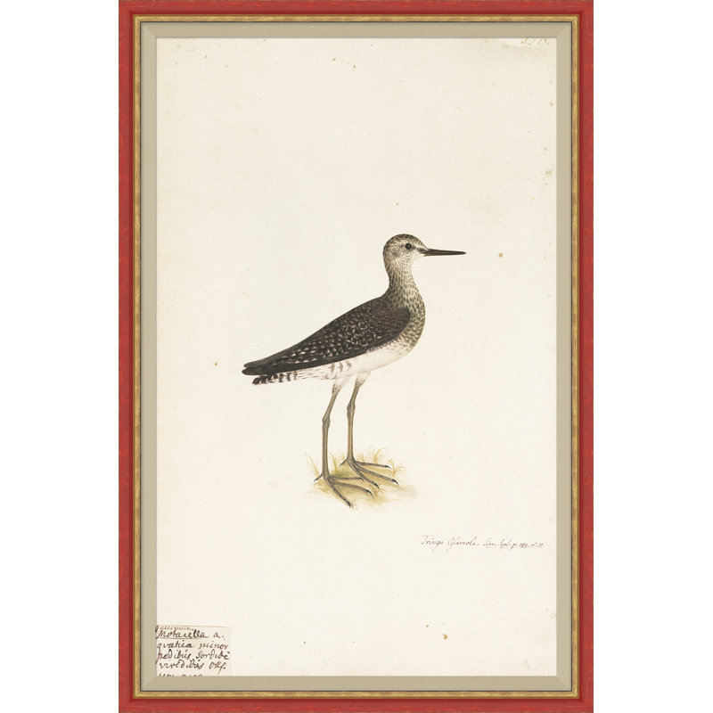 18th Century Bird Re-Strikes XV Painting