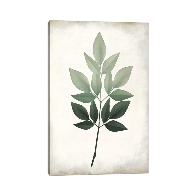 Vintage Botanical Greens I by Kimberly Allen - Wrapped Canvas Print, 101.6 cm H x 66.04 cm W x 1.91 cm D
