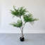 Arbre de bambou céleste 5,5 pi avec folioles vert vif et tronc fourchu naturel dans un pot de fleurs noir