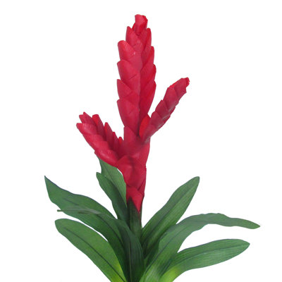 Broméliacées tropicales Vriesea Sprays