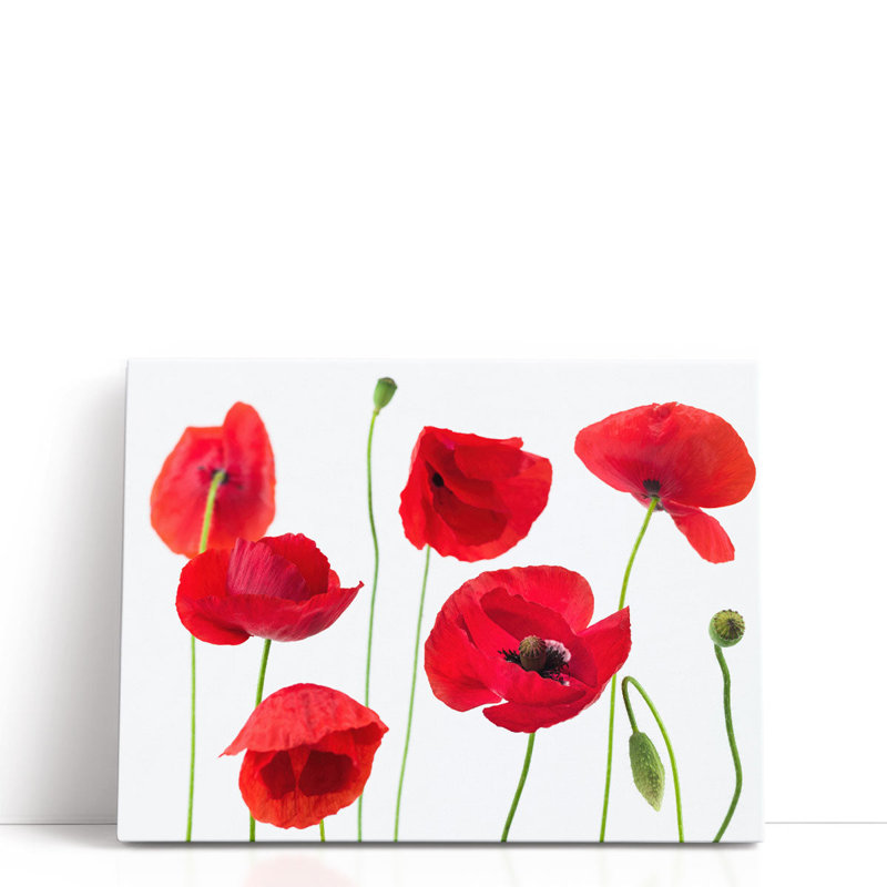 Coquelicots sur blanc - reproduction d'art sur toile, H 18 po x l 24 po