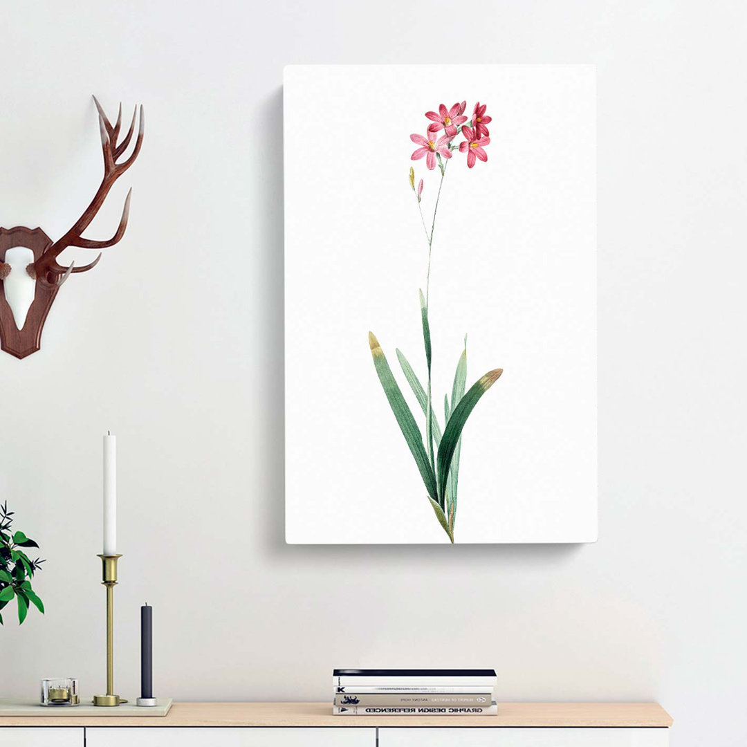 Corn Lily In Pink by Pierre-Joseph Redoute - Wrapped Canvas