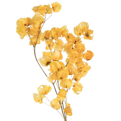 Preserved Cara Blossom Arrangement