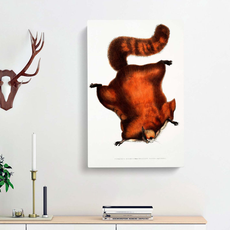 Brilliant Flying Squirrel Illustration by John Edward Gray - Wrapped Canvas, 50cm H x 35cm W x 3cm D