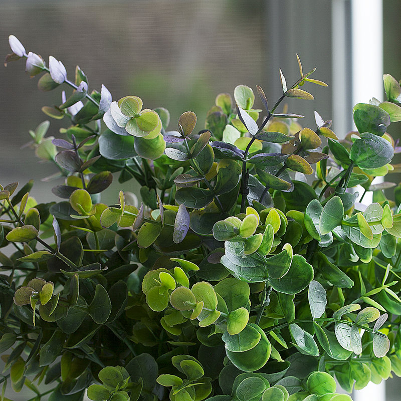 Herbe d'eucalyptus en pot 10 po, Mauve / Vert