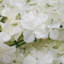 Panneau mural Hydrangea-589405635-621124801