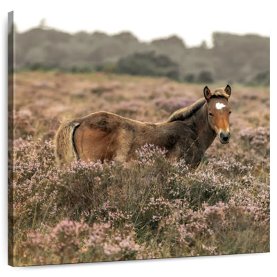 Crowle Highland Horse