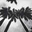 Palmiers monochromes