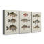 «Species of Antique Fish I», ensemble de 3 impressions sur toile tendue-1462736024
