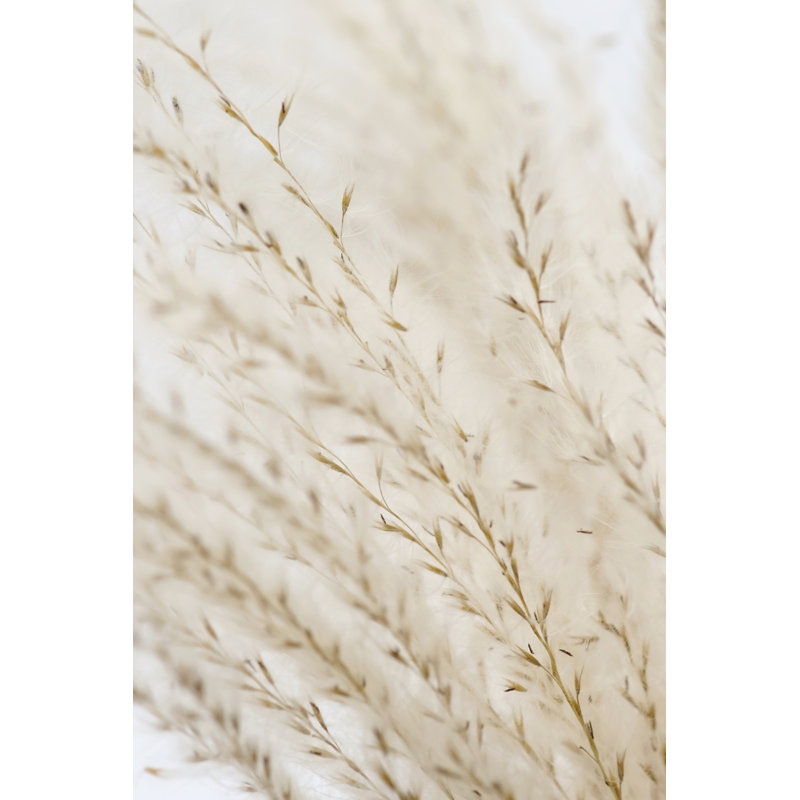 Millcreek Pampas Grass Neutral - Wrapped Canvas Print, 122cm H x 81cm W x 3.8cm D