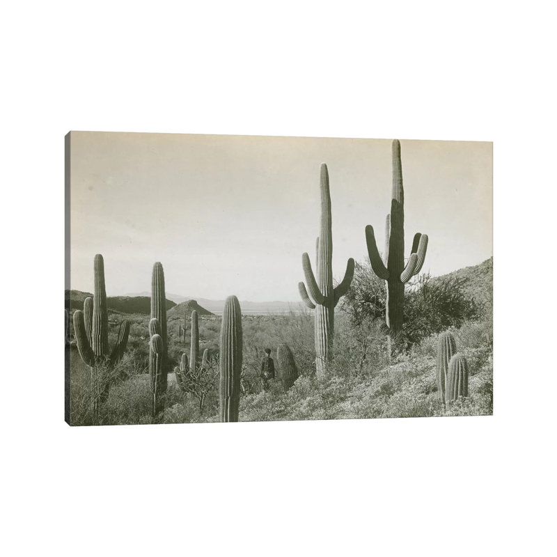 Canon Des Coches, Tortolita Mountains, USA by D. T. Macdougal - Wrapped Canvas Print, 20.32 cm H x 30.48 cm W