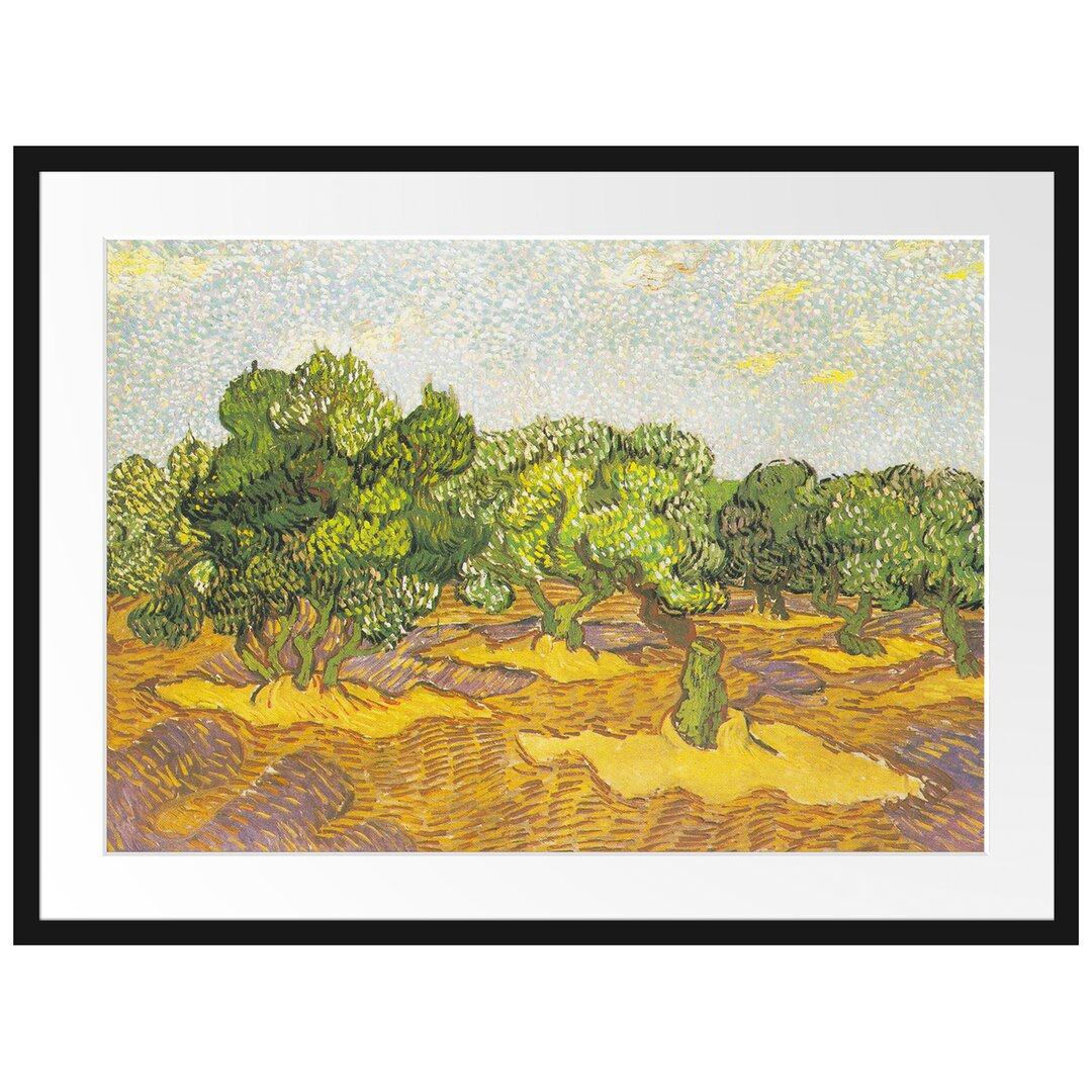 Gerahmter Kunstdruck Olive Trees II von Vincent Van Gogh