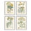 Étude de safran rétro avec herbes florales - ensemble de 4 impressions d'art graphique