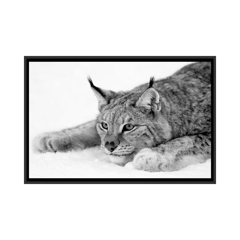 Lynx par PhotoINC Studio - Estampe numérique sur toile tendue avec châssis, H 18 po x l 26 po x P 1,5 po, Pas de tapis