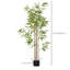 Plante-1583110476