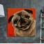 Pug Photograph 1 Piece Wrapped Canvas Painting-1344333581