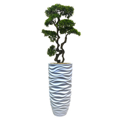 Panama Bonsai Tree in Resin Planter