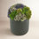 Sedum Floral Arrangement in Black Planter