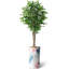 75 plantes-97992041