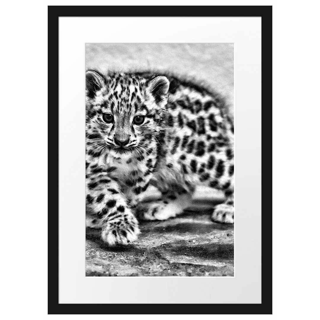 Gerahmter Fotodruck Proud Leopard Cub