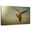 Colibri roux Brampt femelle-108822365
