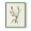«Traditional Botanical IV», reproduction encadrée - bois massif-1104983745-1104983749