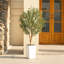 Adcock Artificial Olive Tree with Decorative Pot, UV Resistant Faux Olive Tree with Natural Trunk-556367956-556367954