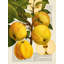 Seasonal Fruits, Apples 1 Piece Wrapped Canvas Painting-1114555694