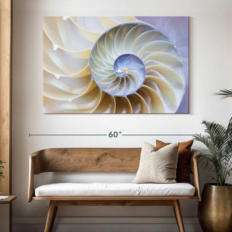 Empty Nautilus Shell, 34" H x 51" W