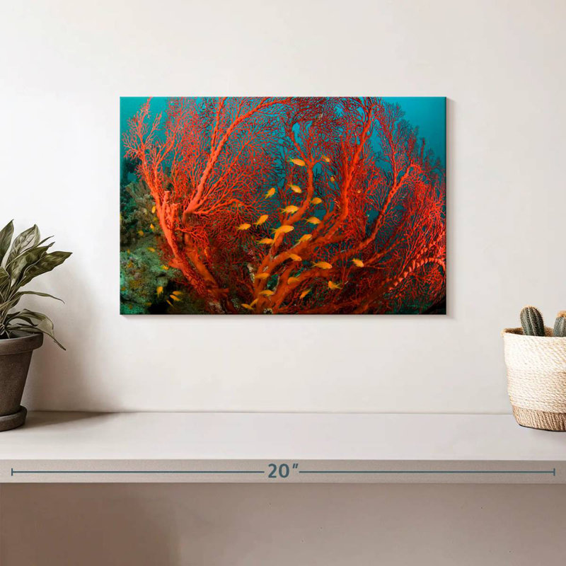 Corail de feu, H 8 po x l 12 po