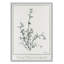 «Jeanette Thymus Vulgaris», reproduction d'art encadrée sur papier par Albert Koetsier-88318150-88318155