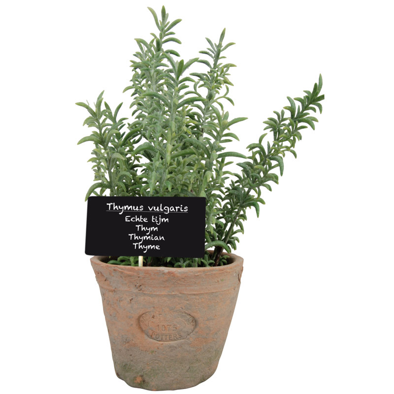 Artificial Thyme in Aged Terracotta Pot, 26.2 cm H x 14 cm W x 12.2 cm D