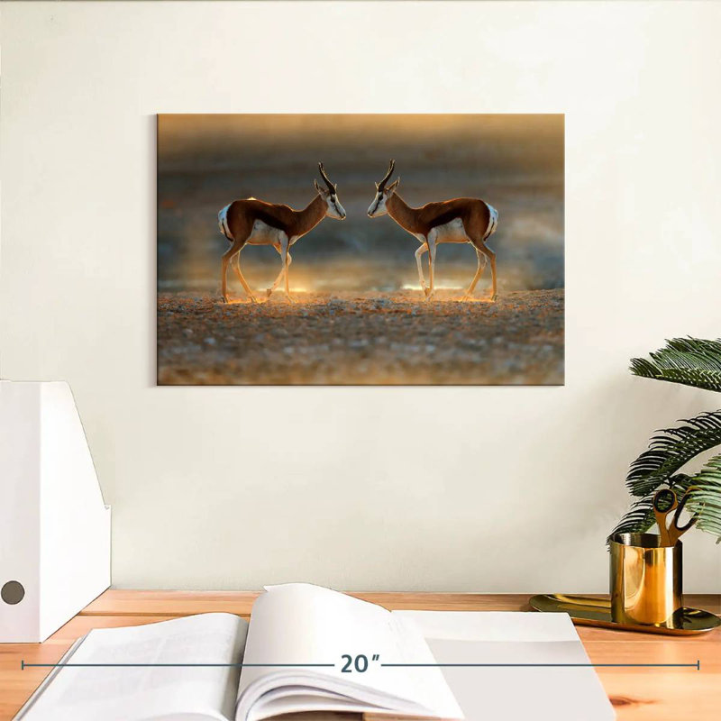 Brampt Springbok Antelopes, 8" H x 12" W
