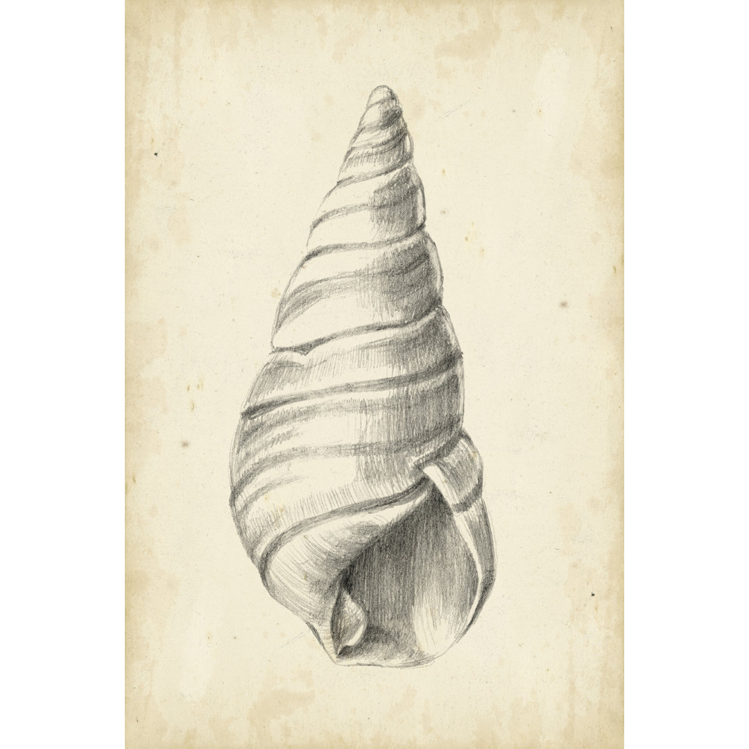 Leinwandbild Antique Shell Study V von Ethan Harper