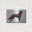 «Irish Setters» par Harro Maass-1914823149