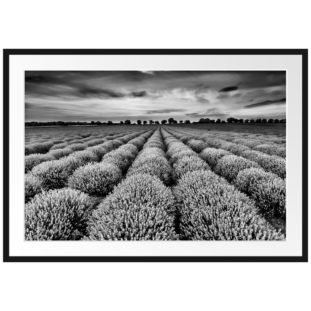 Gerahmtes Poster Wunderschöne Lavendel Provence