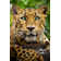 Amur Leopard by Ricardoreitmeyer - Wrapped Canvas Print