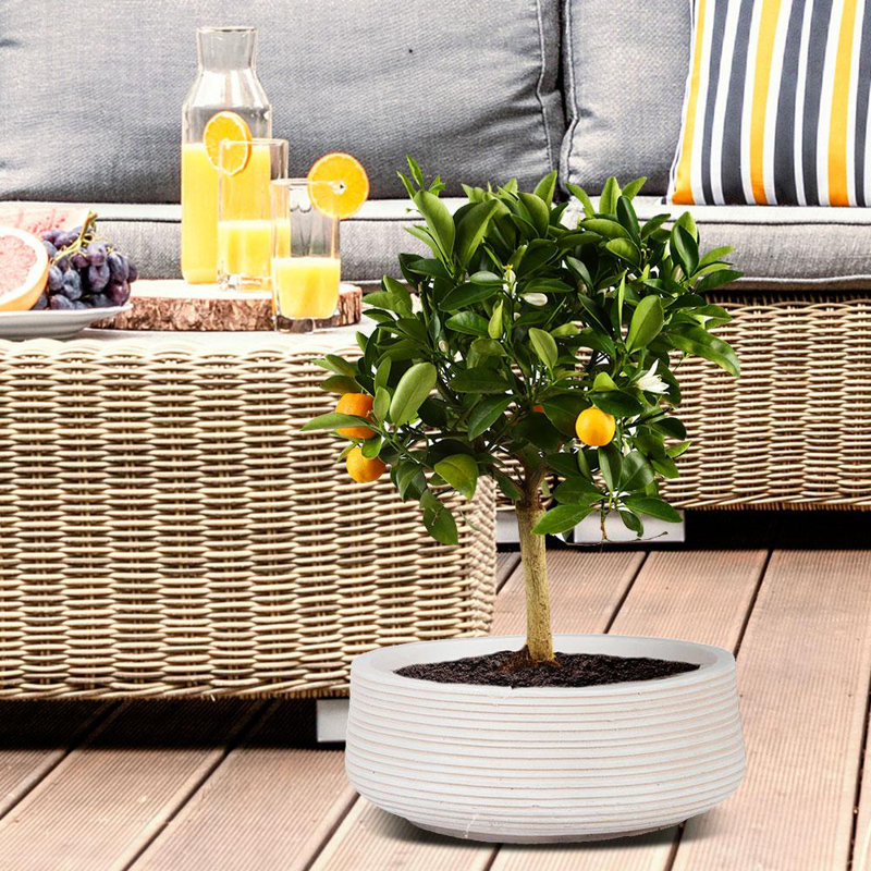 Fibreglass Plant Pot, 12cm H x 31cm W x 31cm D, Beige