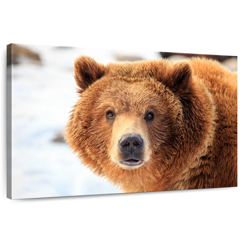 Grizzly Bear Stare, 30" H x 45" W