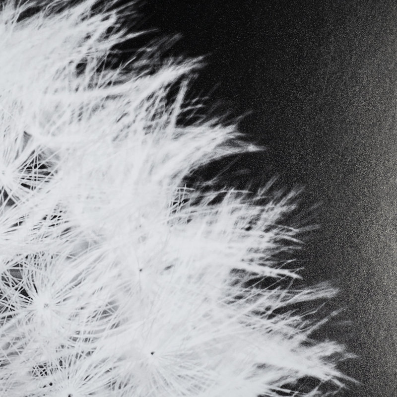 «Dandelion on Black I» par Aledanda, reproduction d'art encadrée sous verre