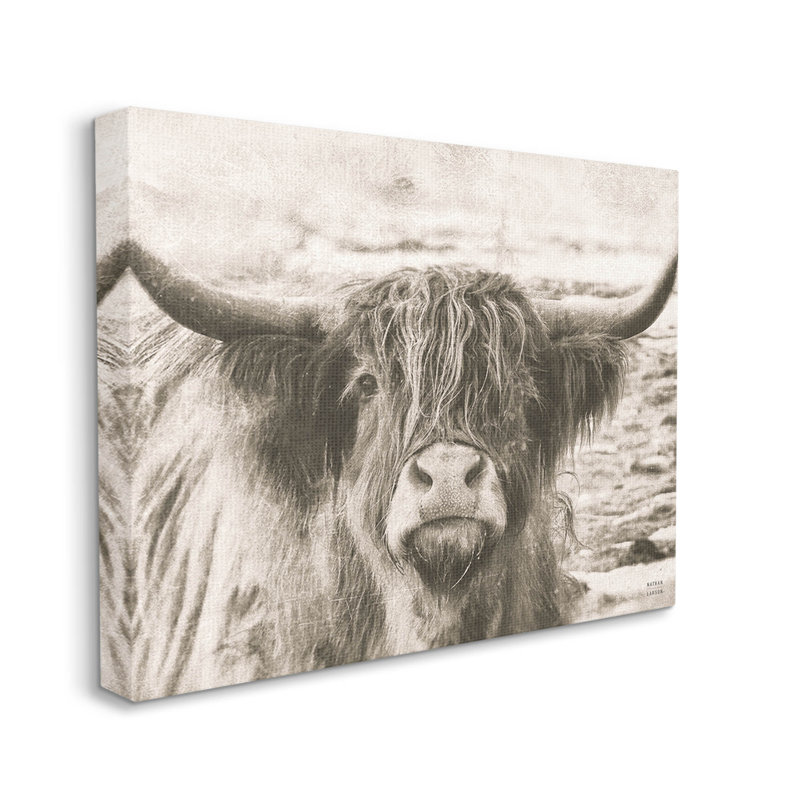 Photographie de la vache Highland, par Nathan Larson, H 16 po x l 20 po x P 1,5 po