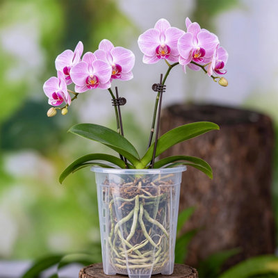 Pots orchidées transparents en plastique avec trous soucoupes Pots de fleurs transparents et respirants pour phalaenopsis d'intérieur