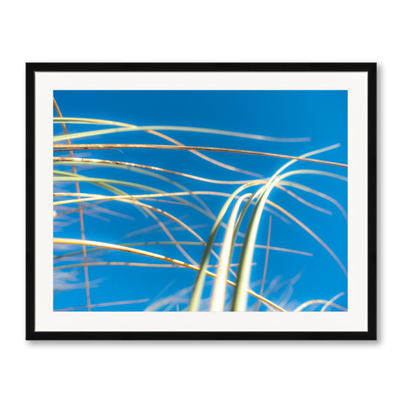 Dune Grasses Print by Petra Trimmel, Black Framed Paper, 24" H x 30" W
