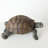 Beeman Toby Turtle Garden Statue