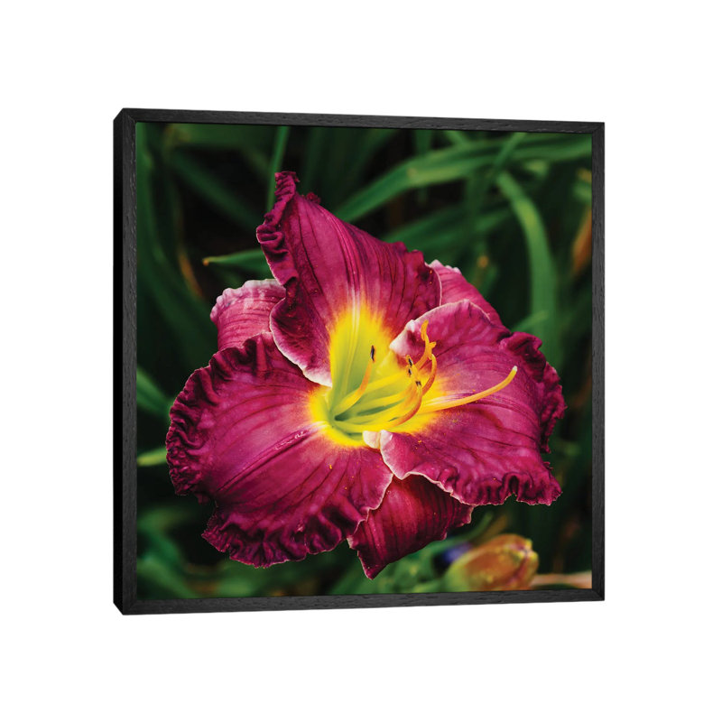 Daylily Garden XII by Bethany Young - Print on Canvas, Black Framed, 66.04cm H x 66.04cm W x 3.81cm D