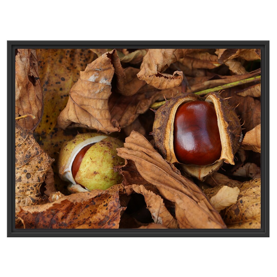 Gerahmter Fotodruck Two Open Chestnuts