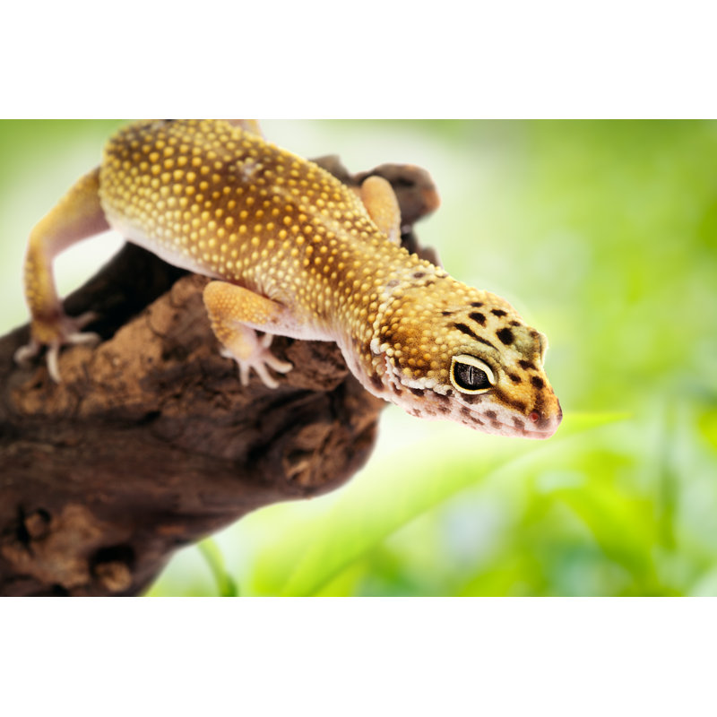 Yellow Leopard Gecko by Zorandimzr - Wrapped Canvas Print, 20cm H x 30cm W