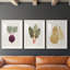 Organic Veg IX - ensemble de 3 cadres photo-39122700-39122697